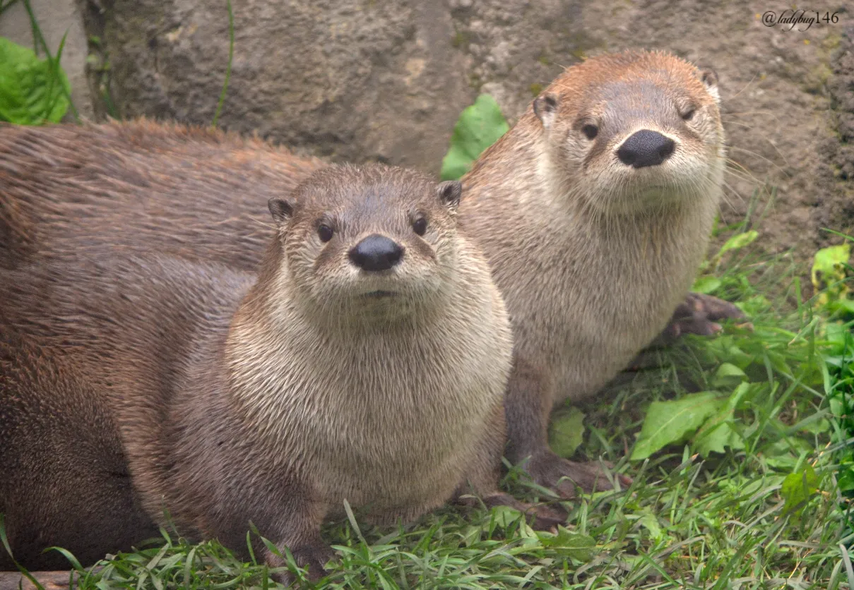 otters.jpg