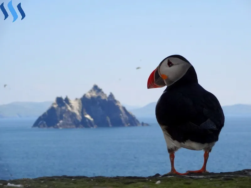 puffin.jpg