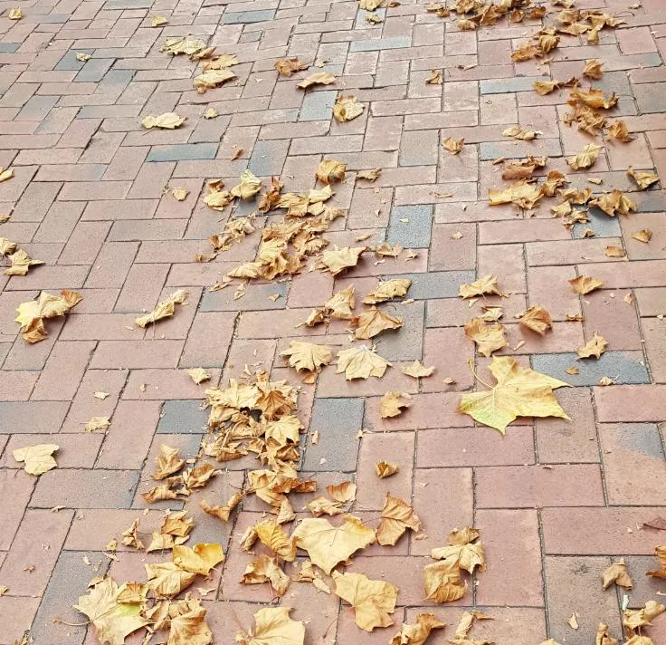 leaves.png