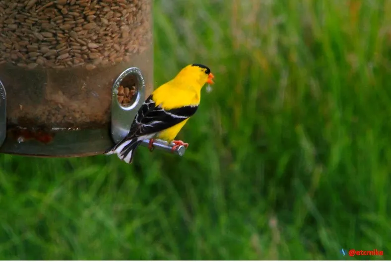 birding american goldfinch GF0008.JPG