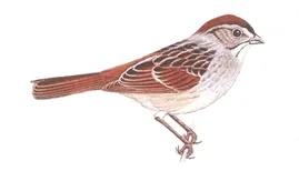 bird48.png