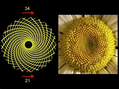 flower.jpg