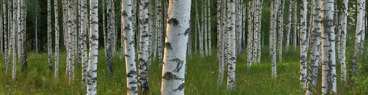 Birch2.jpg