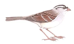 bird50.png