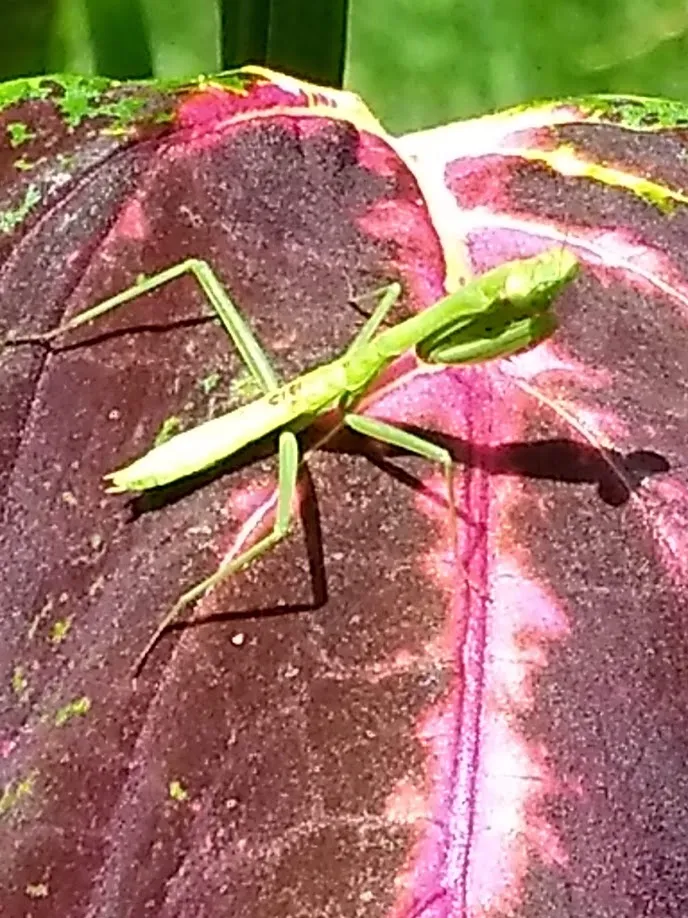 Mantis.jpg