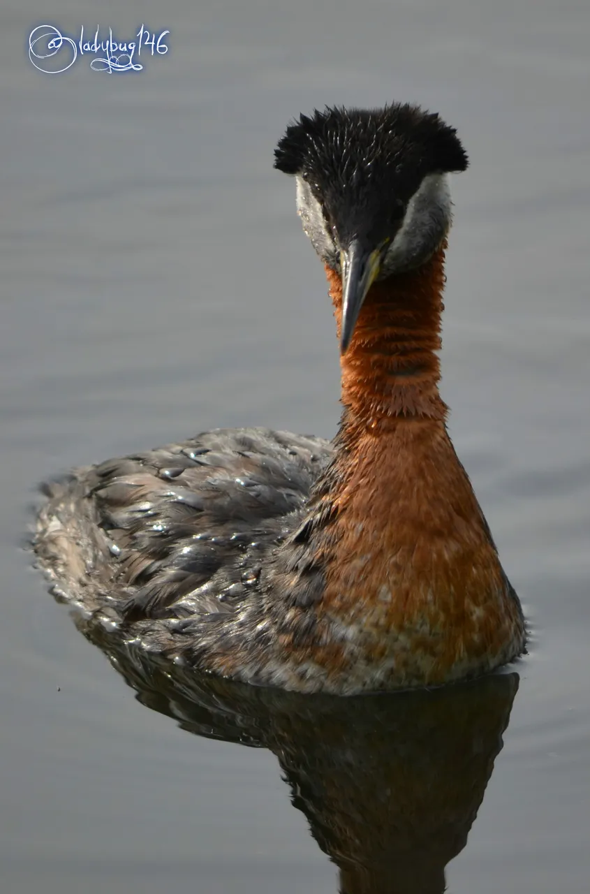 grebe3.jpg