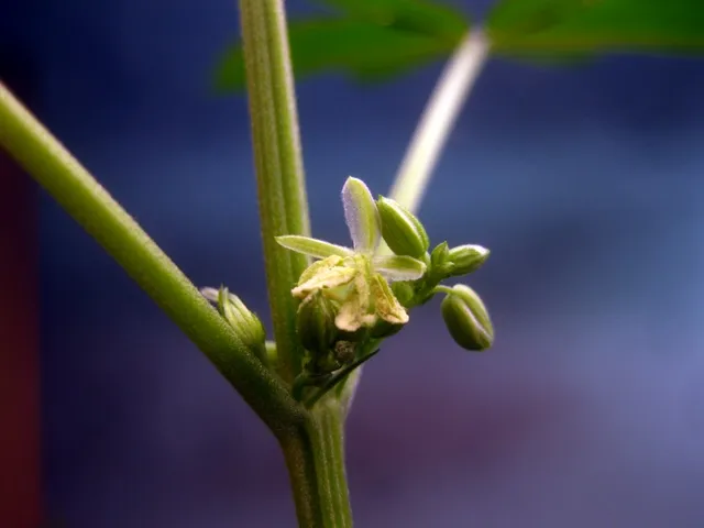 pollen.JPG