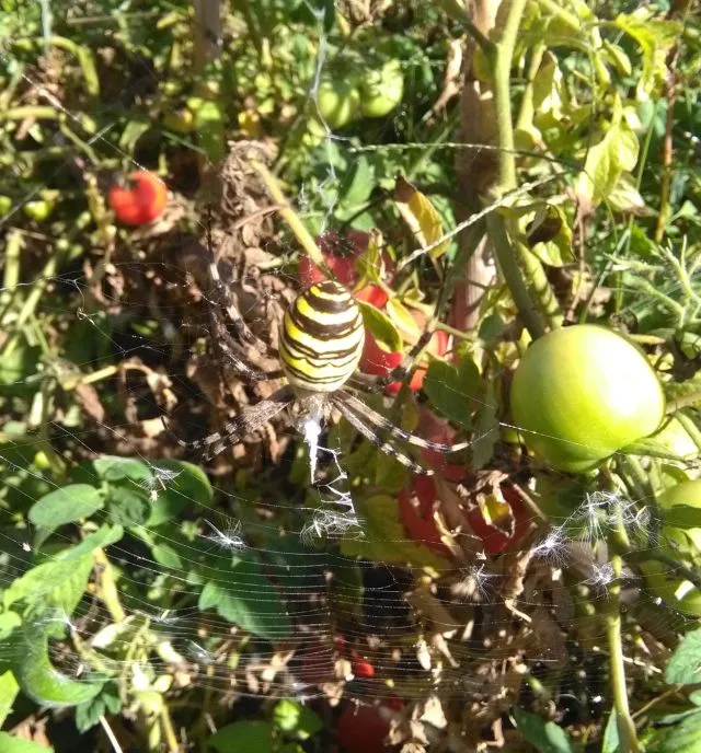 spinne.jpg