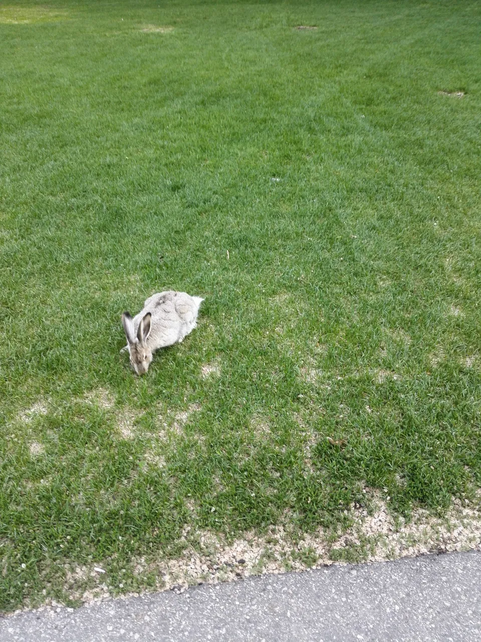 bunny2.jpg