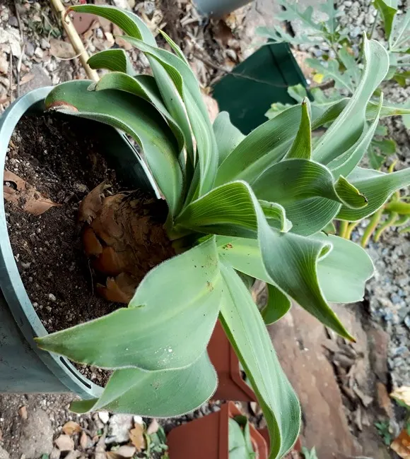 scilla.jpg