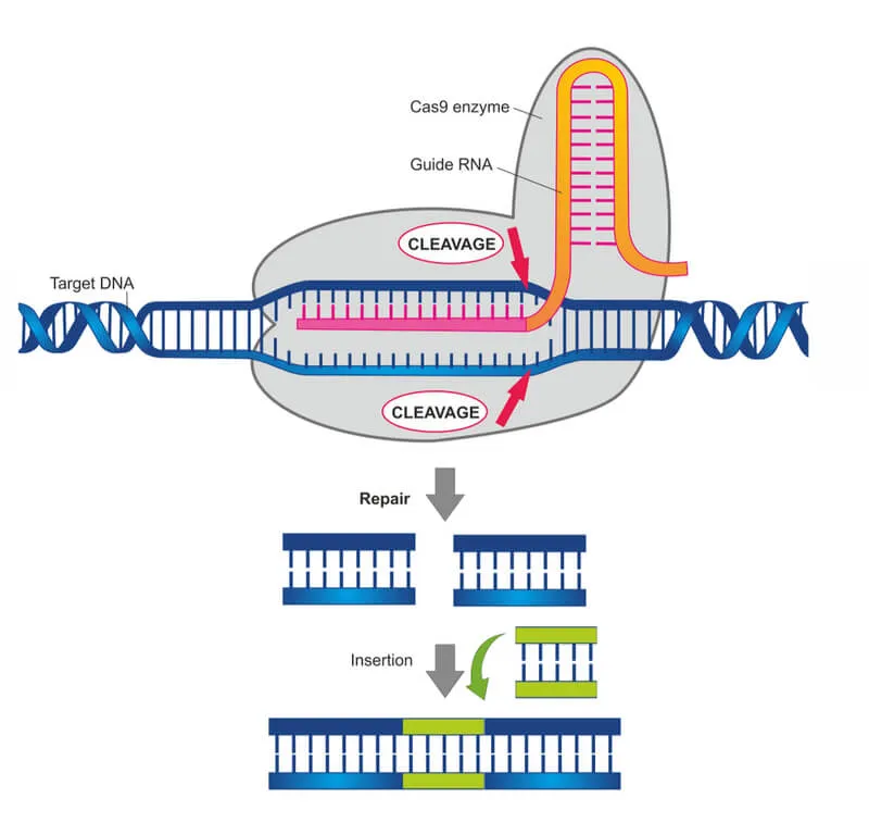 Crispr.jpg