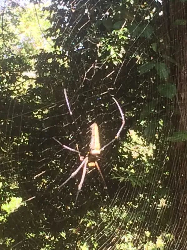 spider.jpg
