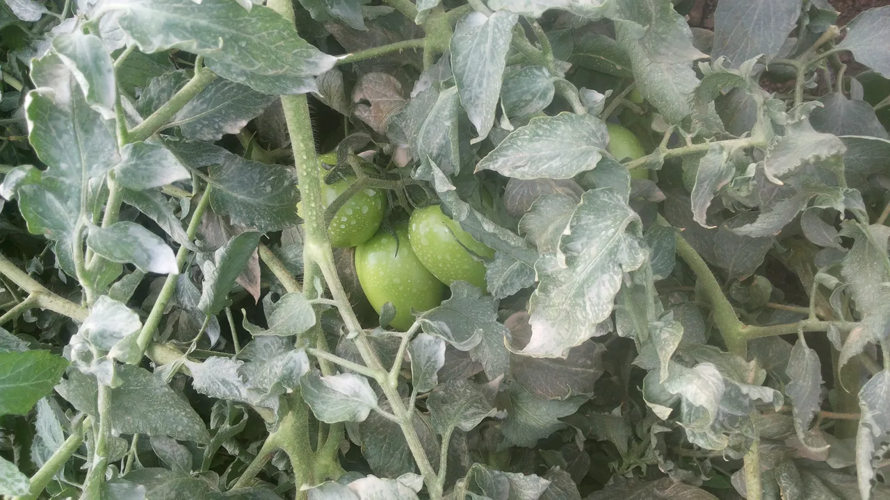 tomato.jpg