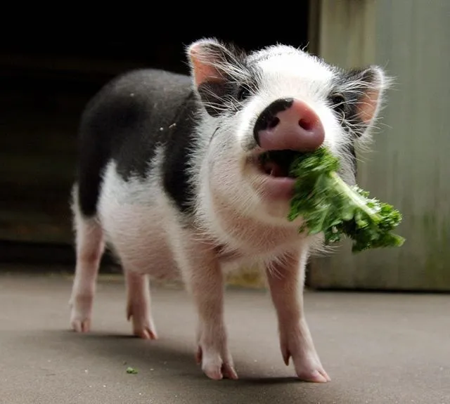 piggy3.jpg