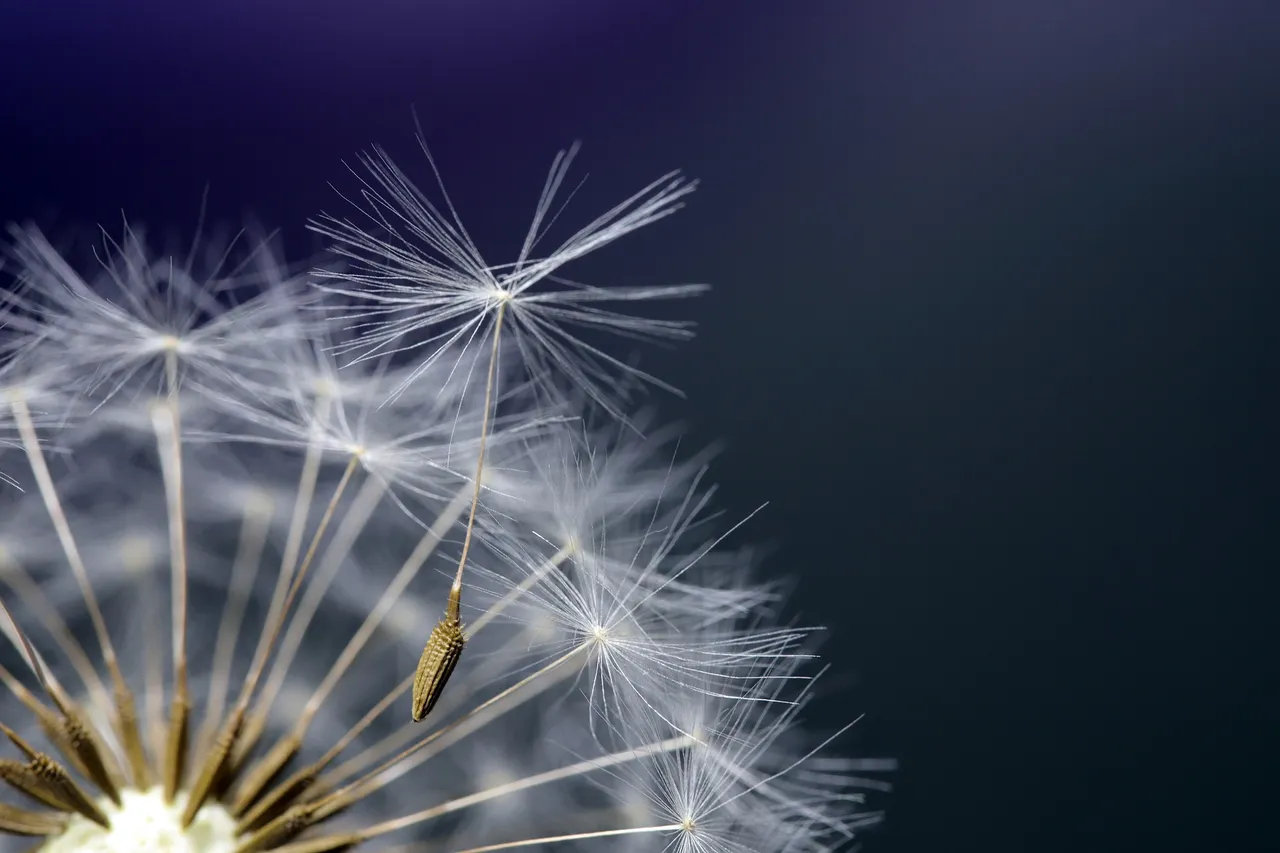 dandelion4222684_1920.jpg