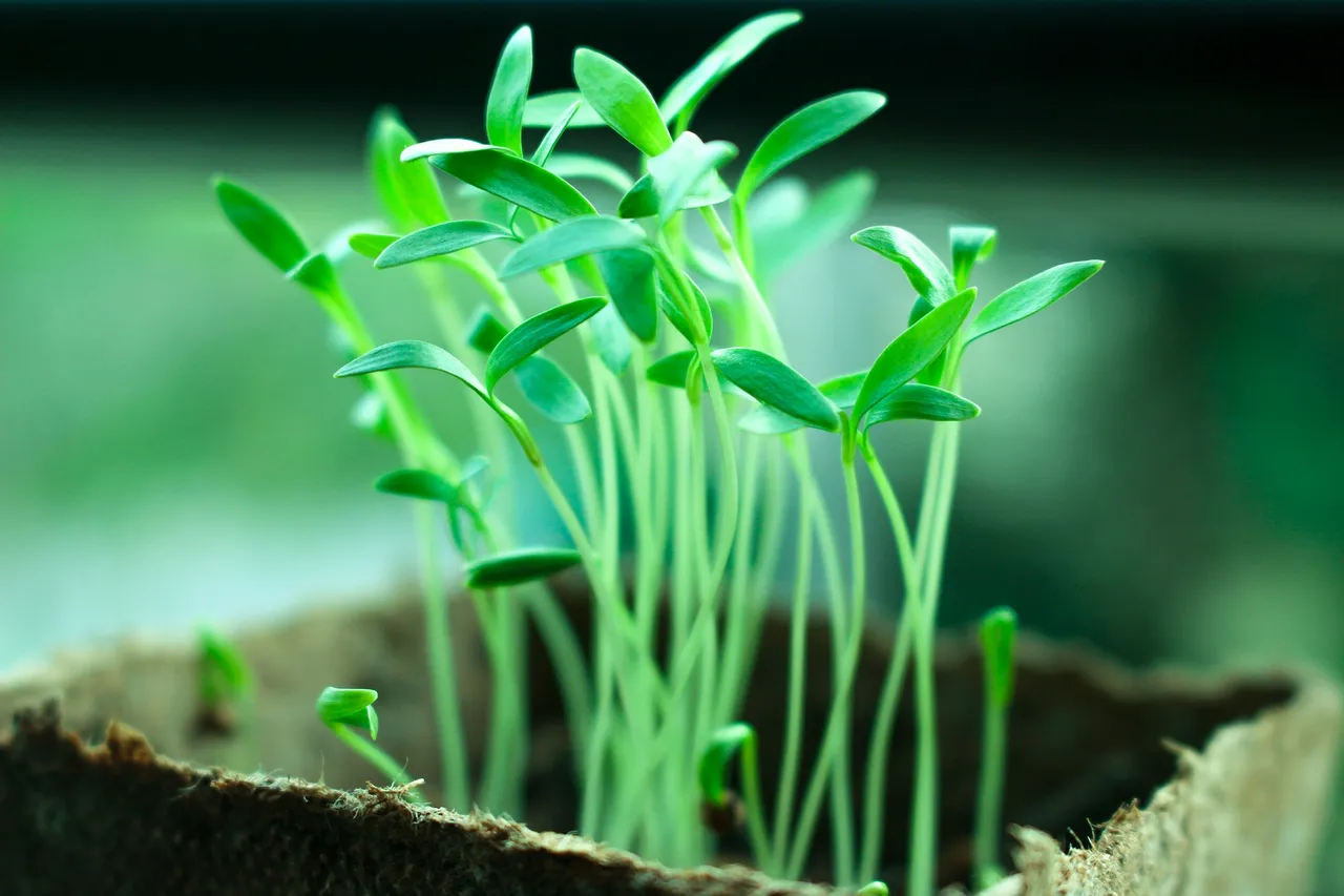 plants2411458_1920 1.jpg