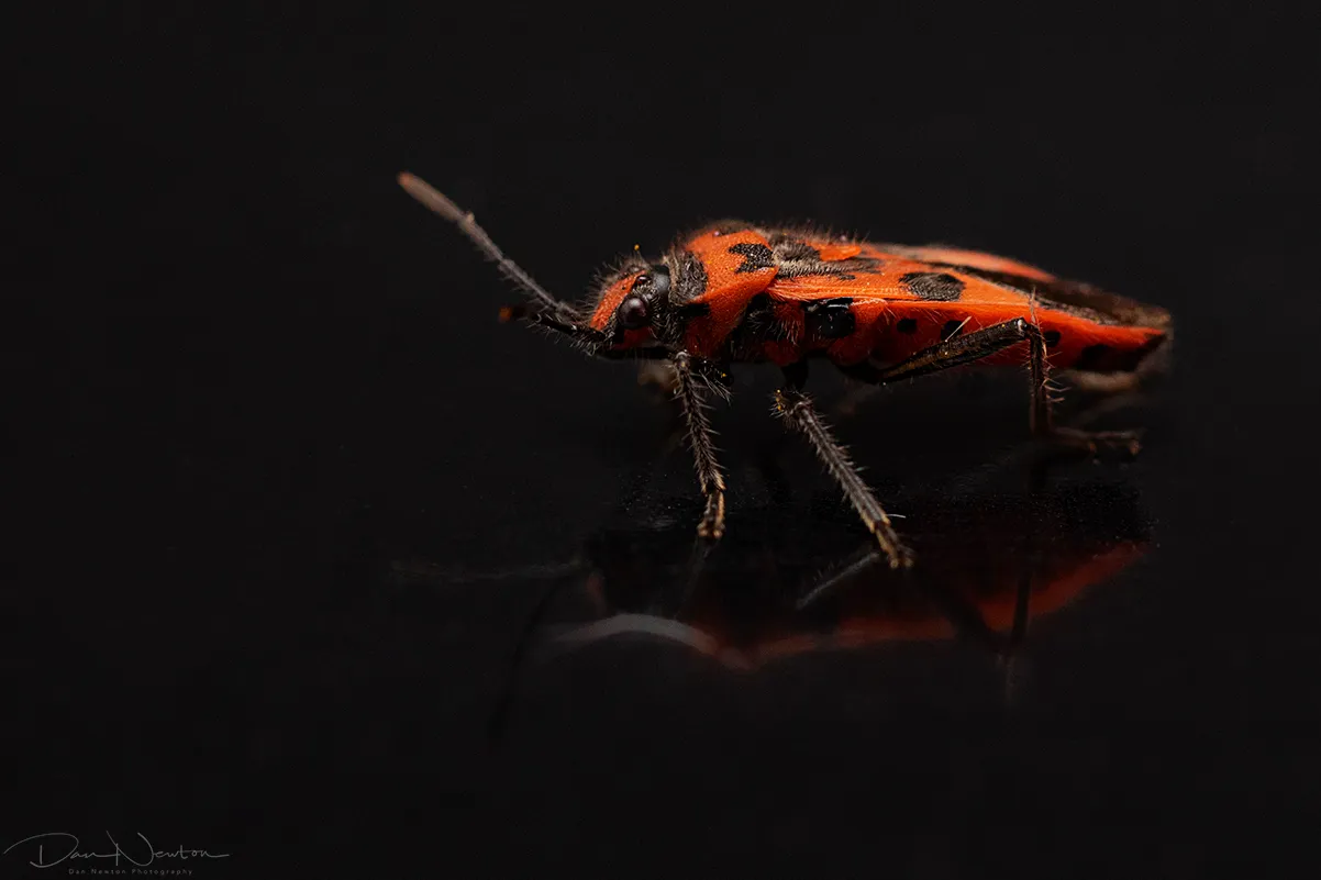 Corizus hyoscyami0015PP.jpg