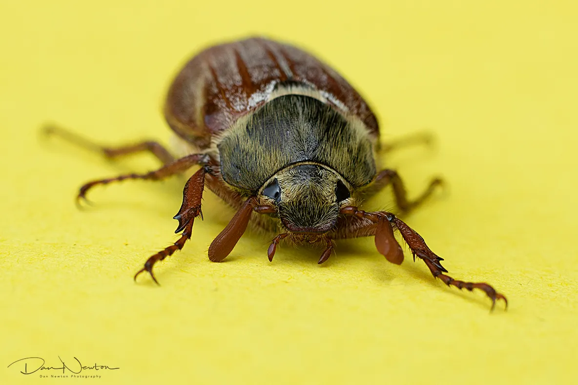 Common Cockchafer0062PP.jpg