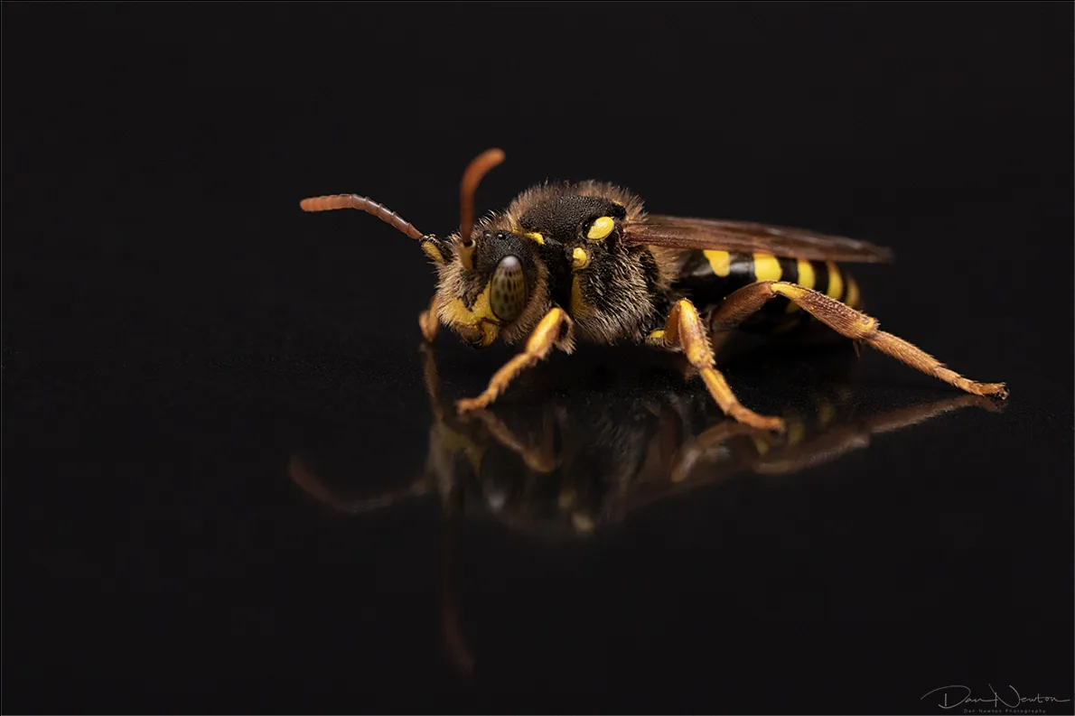 Nomada goodeniana0131PP.jpg