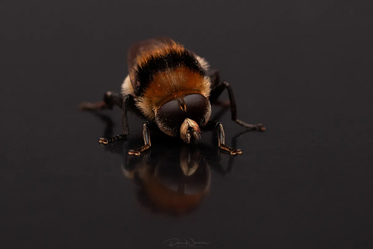 Merodon equestris0010PP.jpg