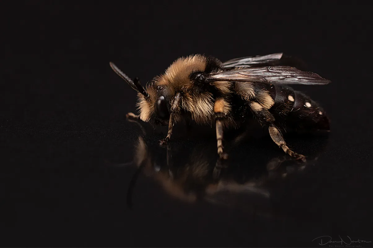 Melecta albifrons0012PP.jpg
