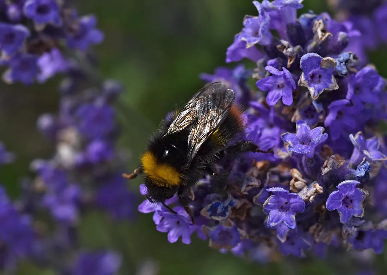 Bumblebee lavender macro 3.jpg