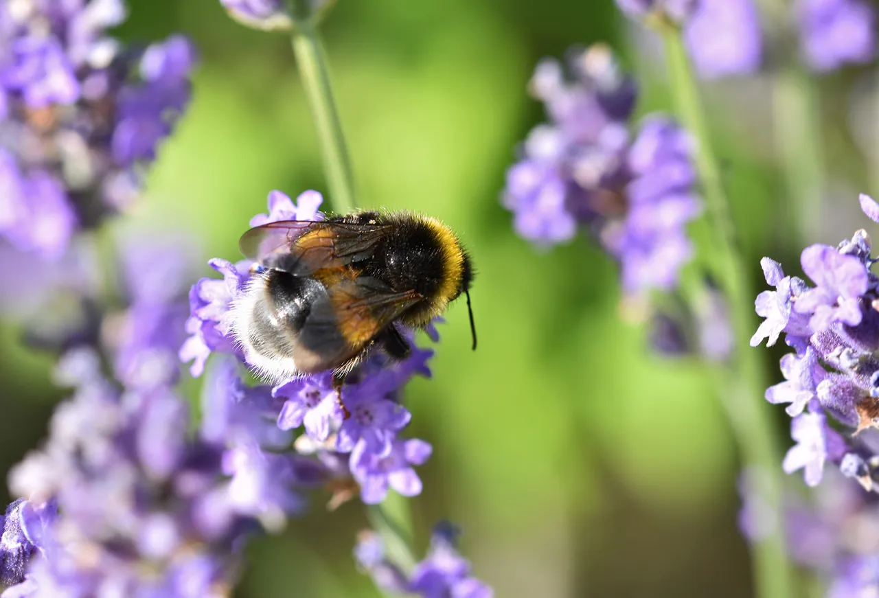Bumblebee lavender macro 1.jpg