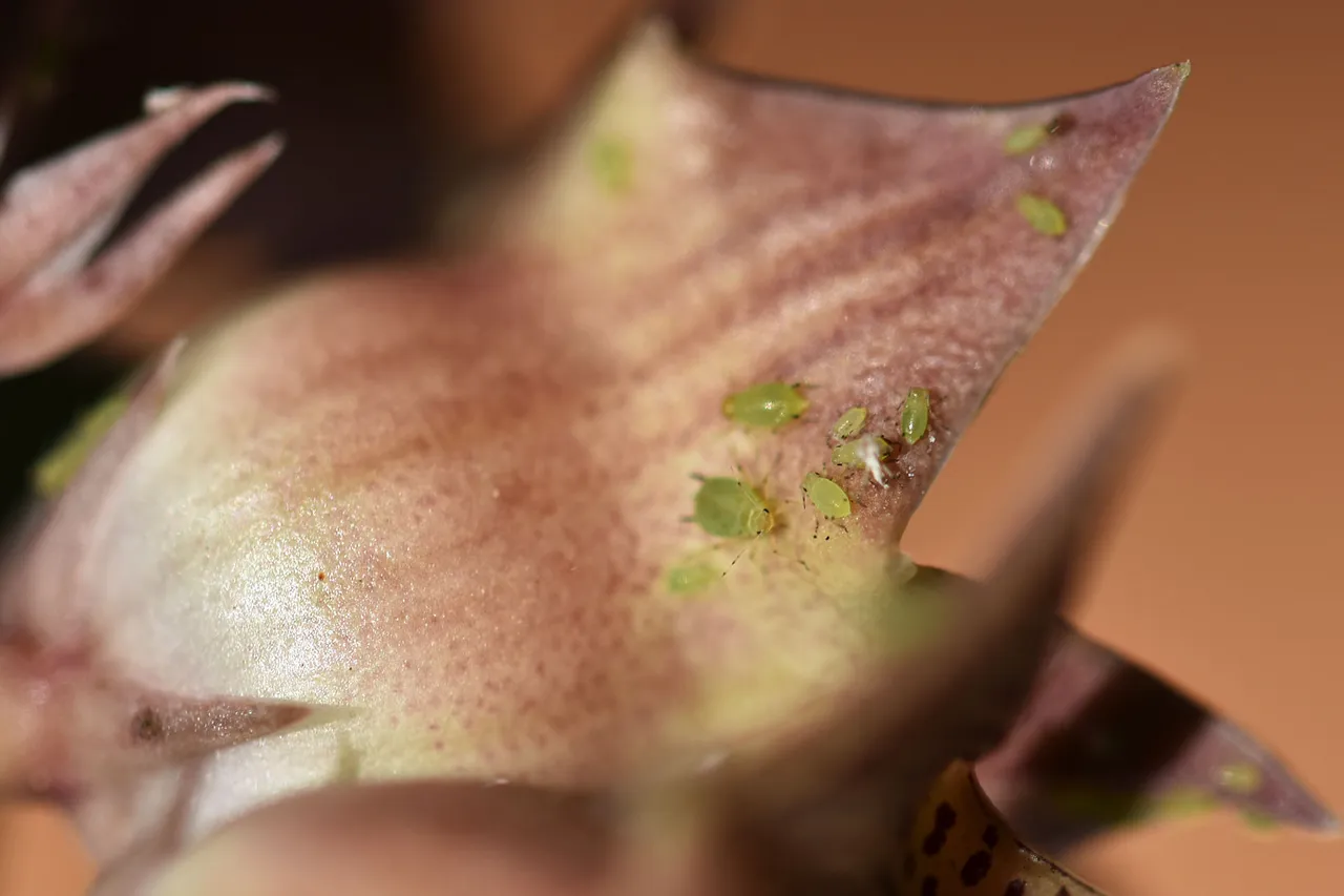 Huernia loeseneriana aphids.jpg