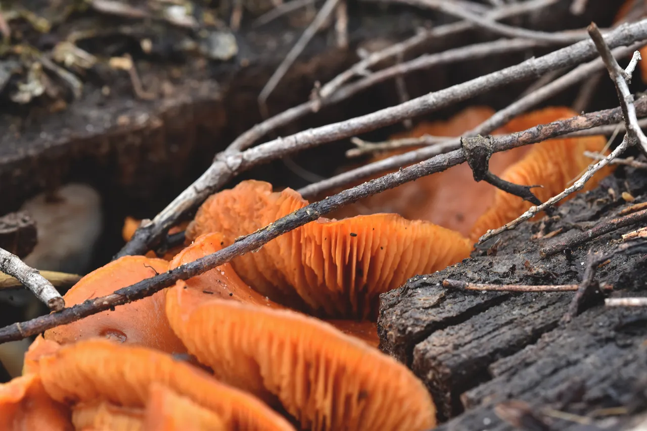 mushroom orange stump edit.jpg