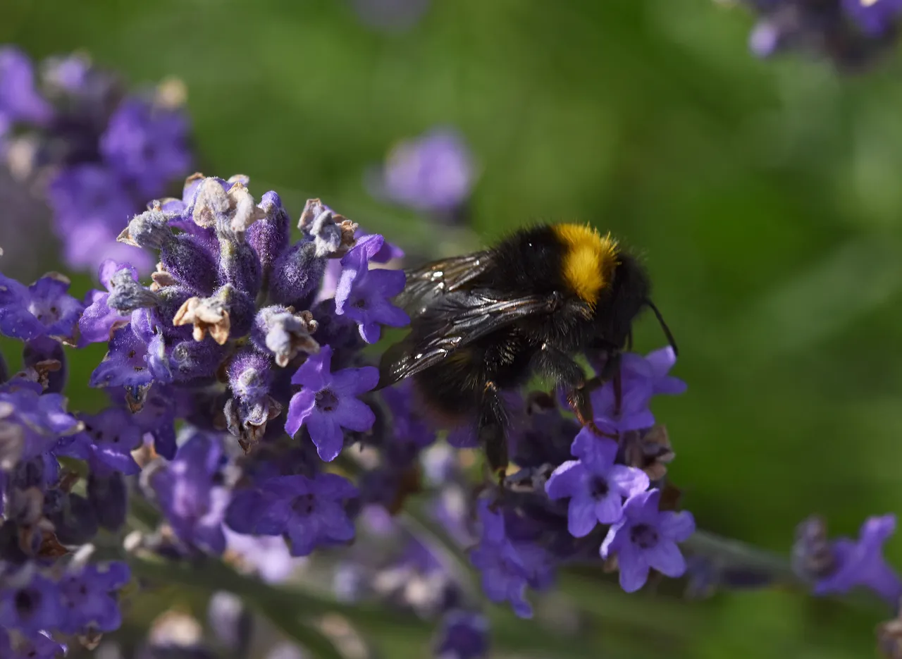 Bumblebee lavender macro 4.jpg