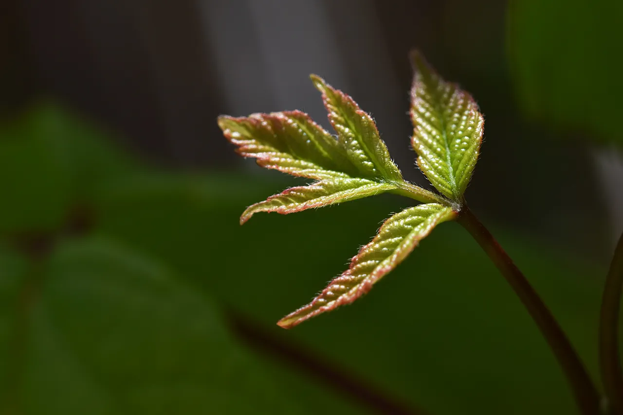 tree in a pot young leaf.jpg