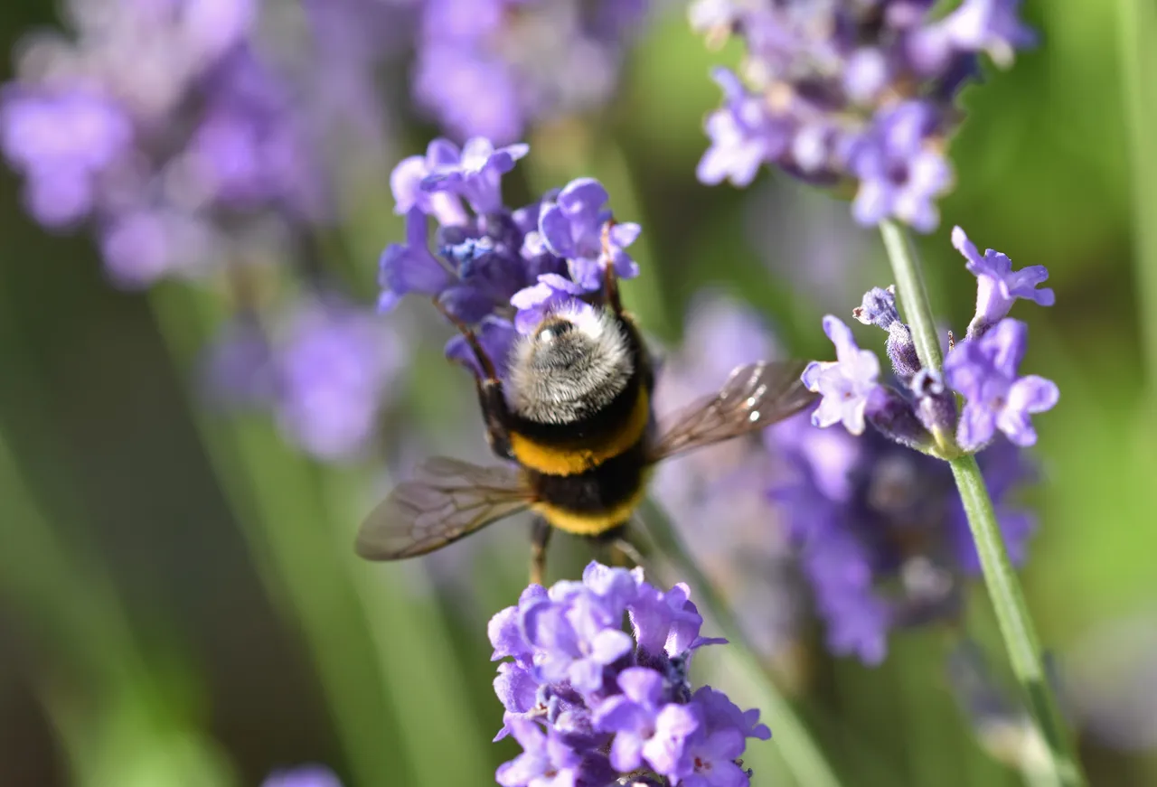 Bumblebee lavender macro 2.jpg