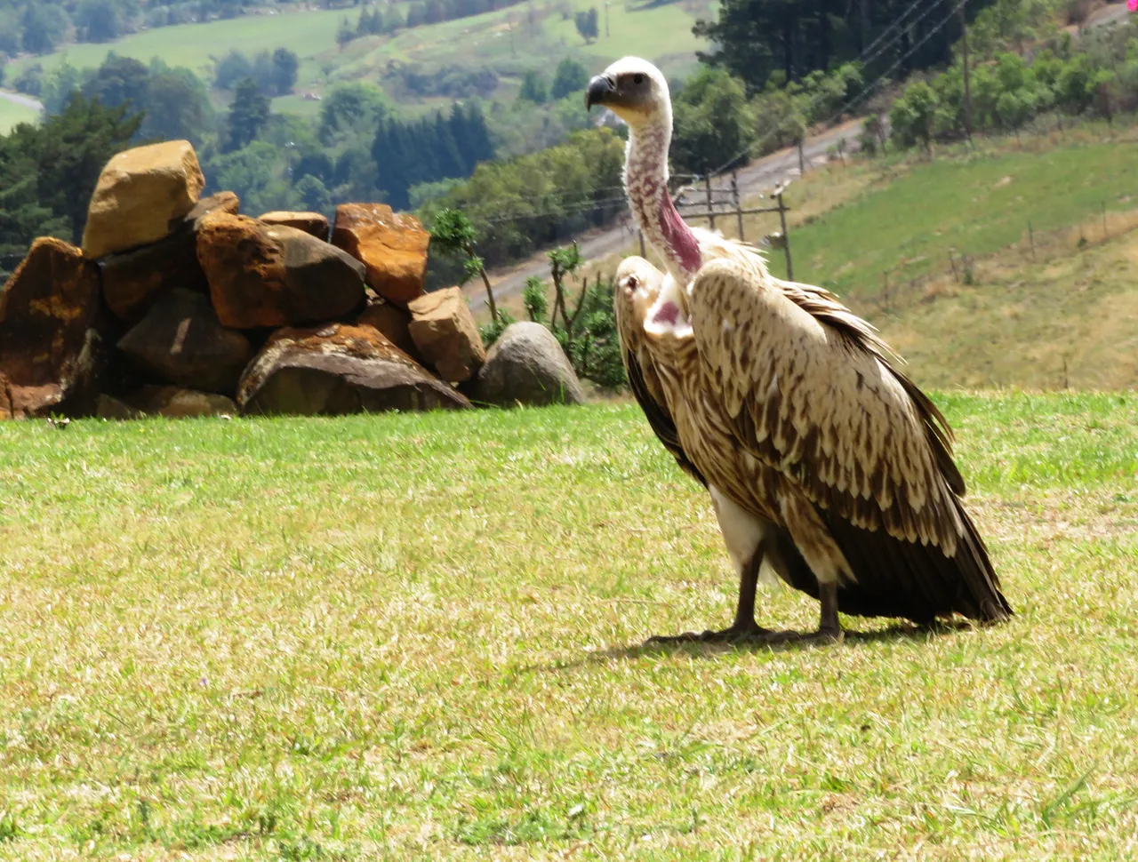 0597CapeGriffonVulture.JPG