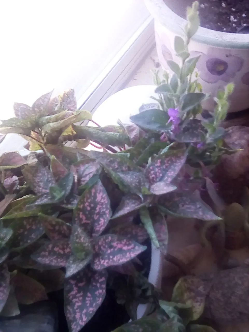 pink polka dot plant.jpg