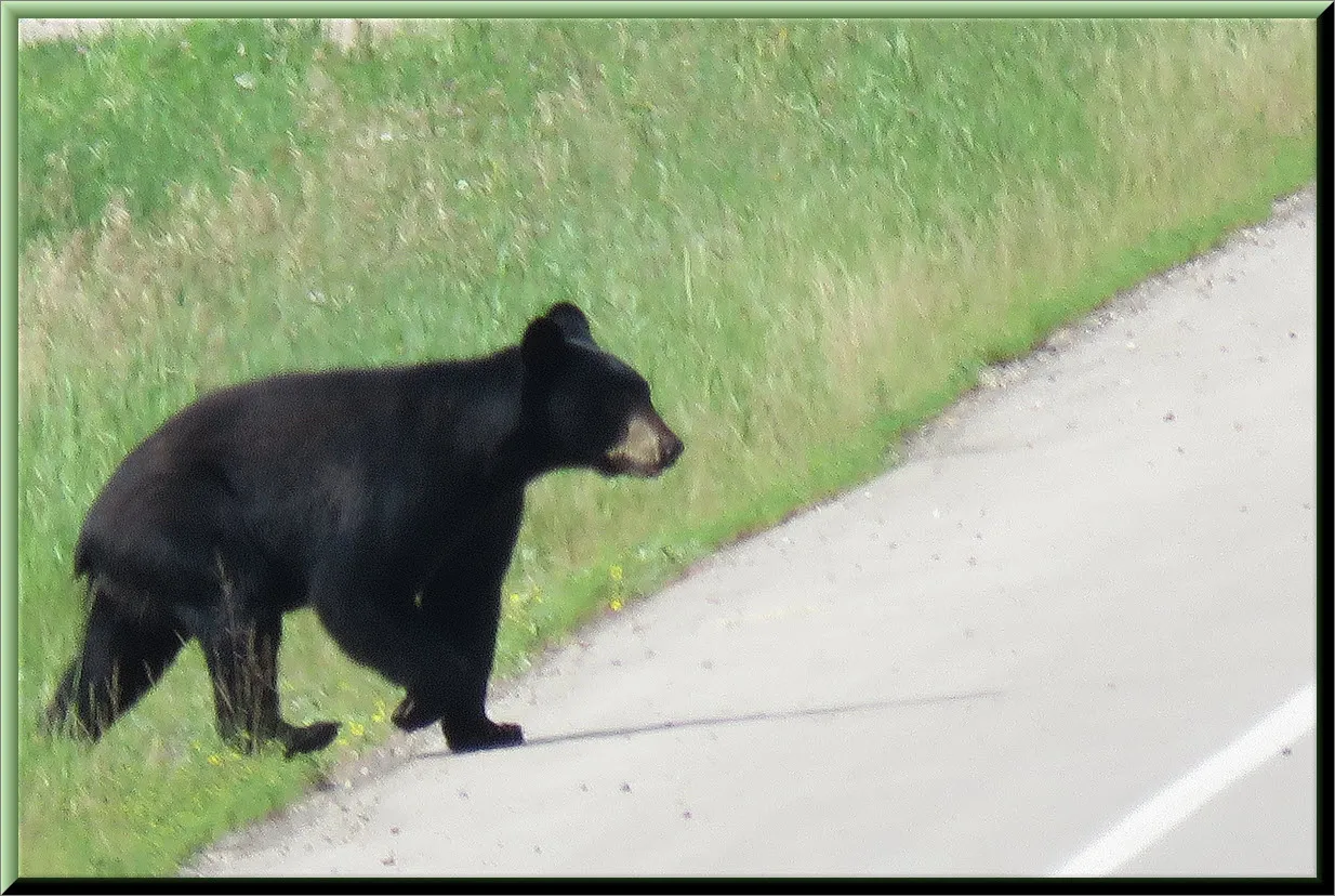 black bear crossing road.JPG