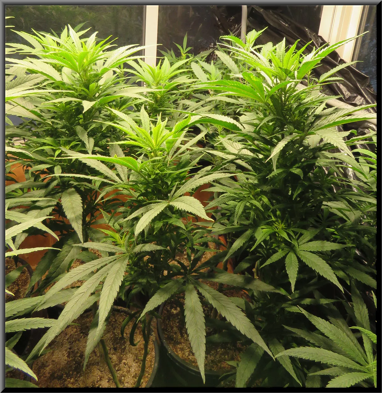 close up cannabis plants.JPG