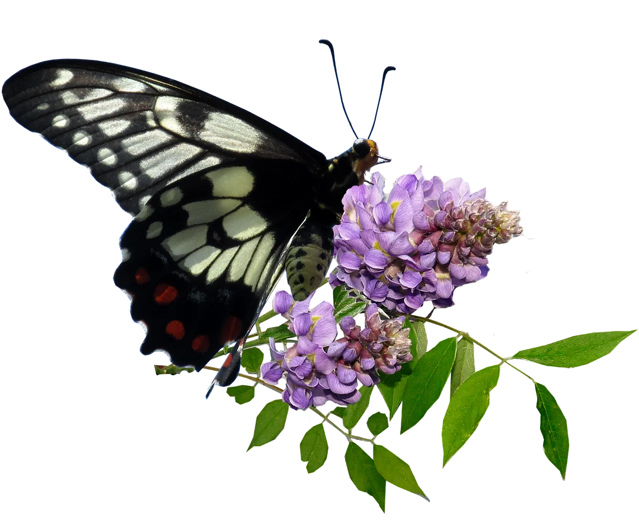 butterfly3229826_1280.png