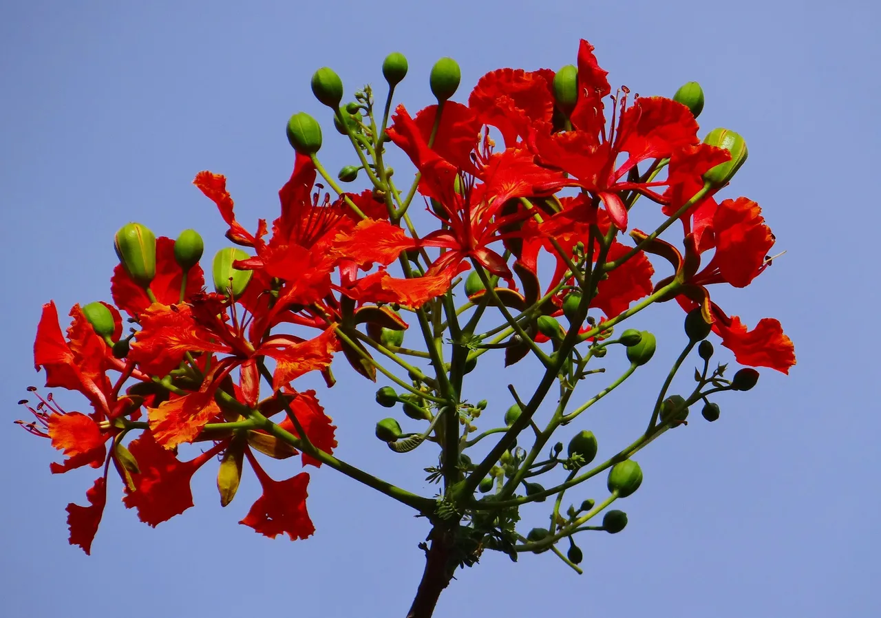 delonixregia332879_1920.jpg