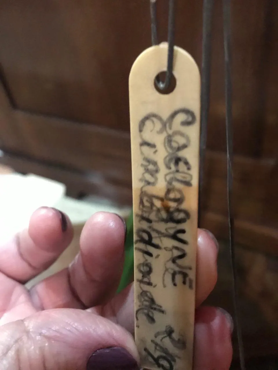 coelogyne cimbidioide2.jpg