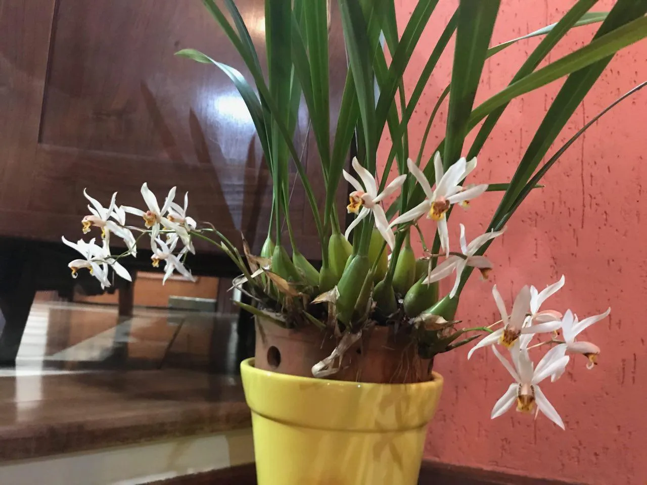 coelogyne cimbidioide1.jpg