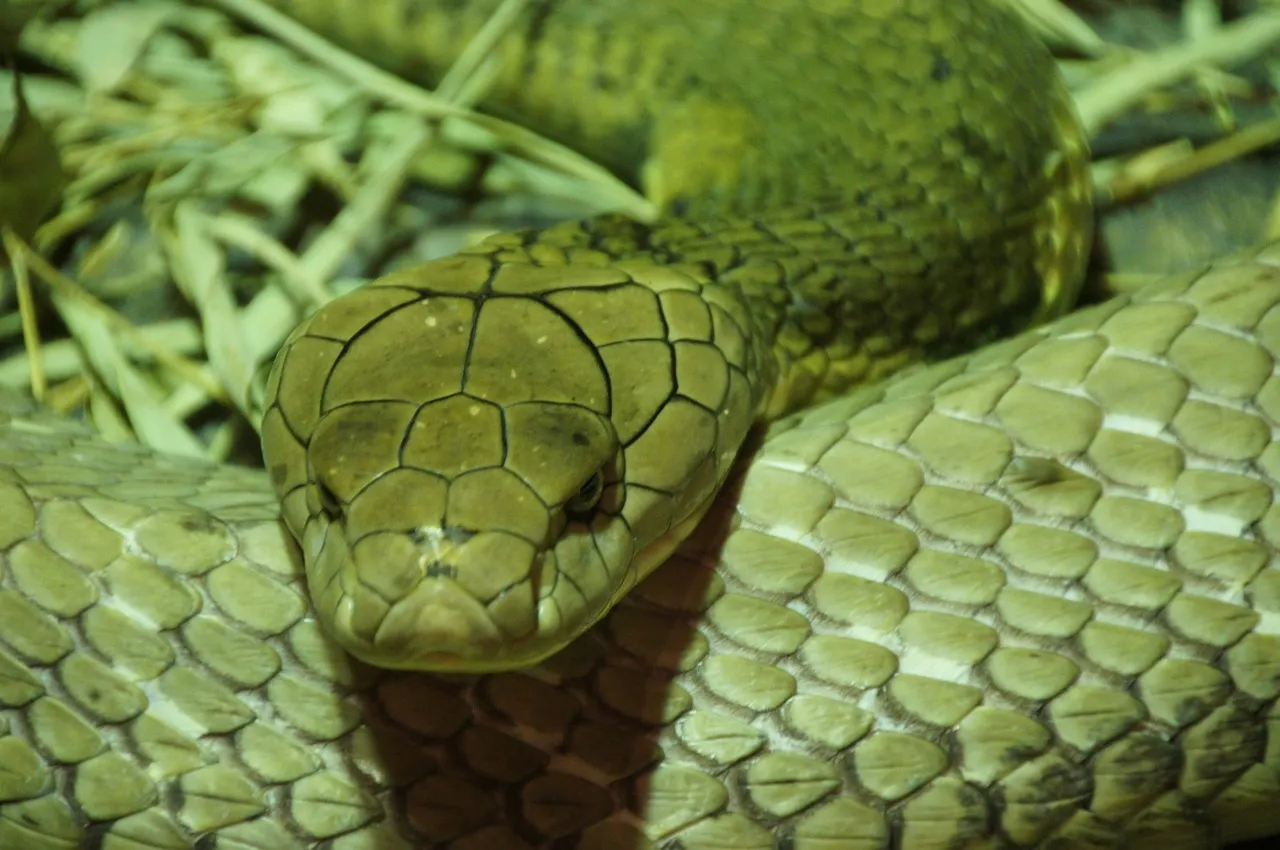 snake226283_1280.jpg