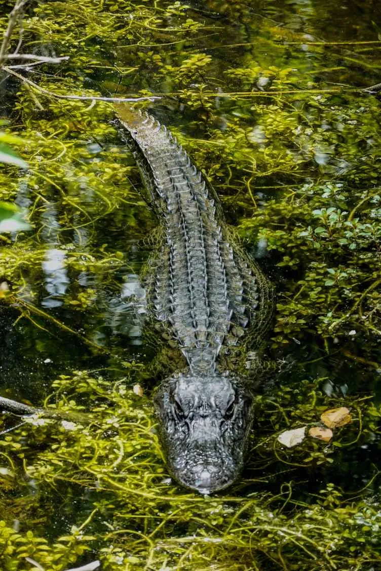 "Shallow Focus Photo Of Crocodile On Body Of Water"