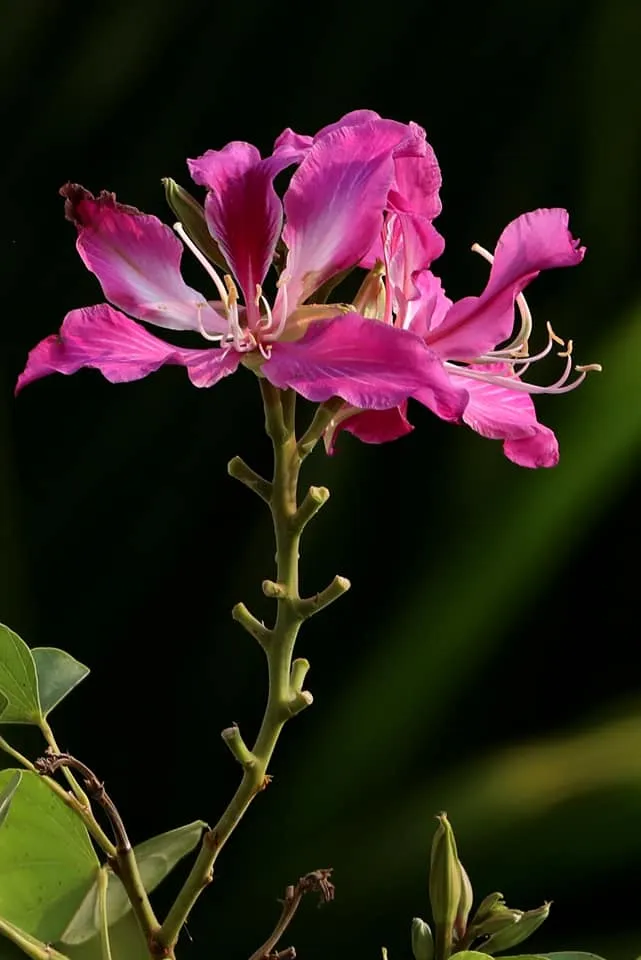 flower_74u.jpg