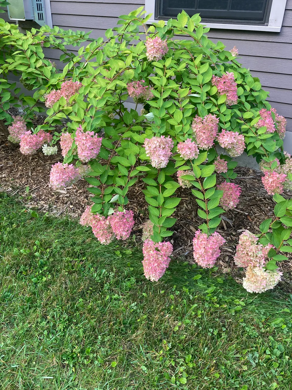 Hydrangeas