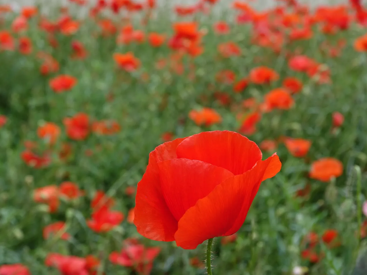 dsc00156_1.jpg