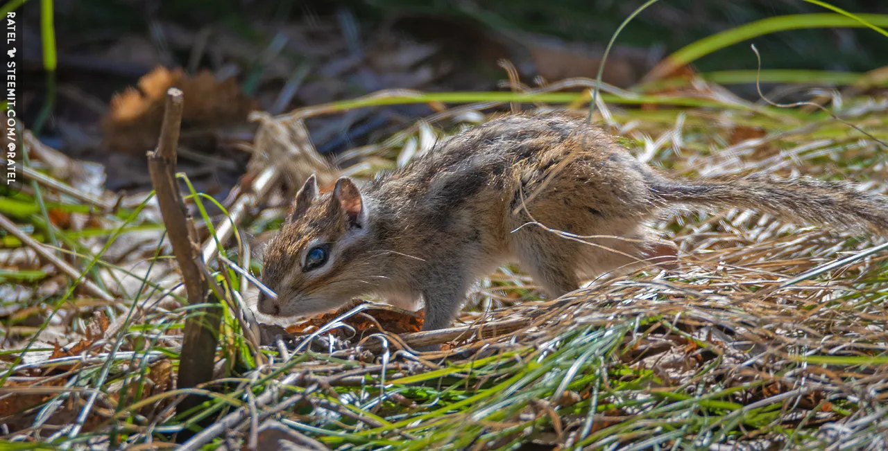 dsc_4588_1.jpg