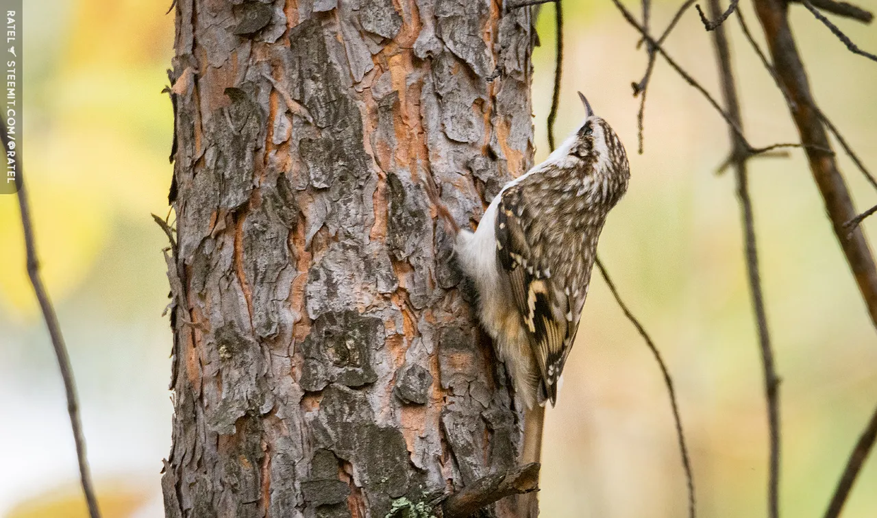 dsc_2477_1.jpg