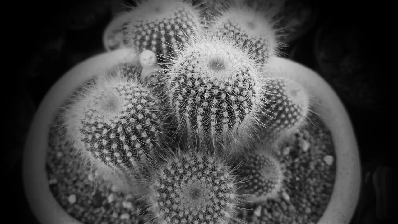 cactuses_1.jpg