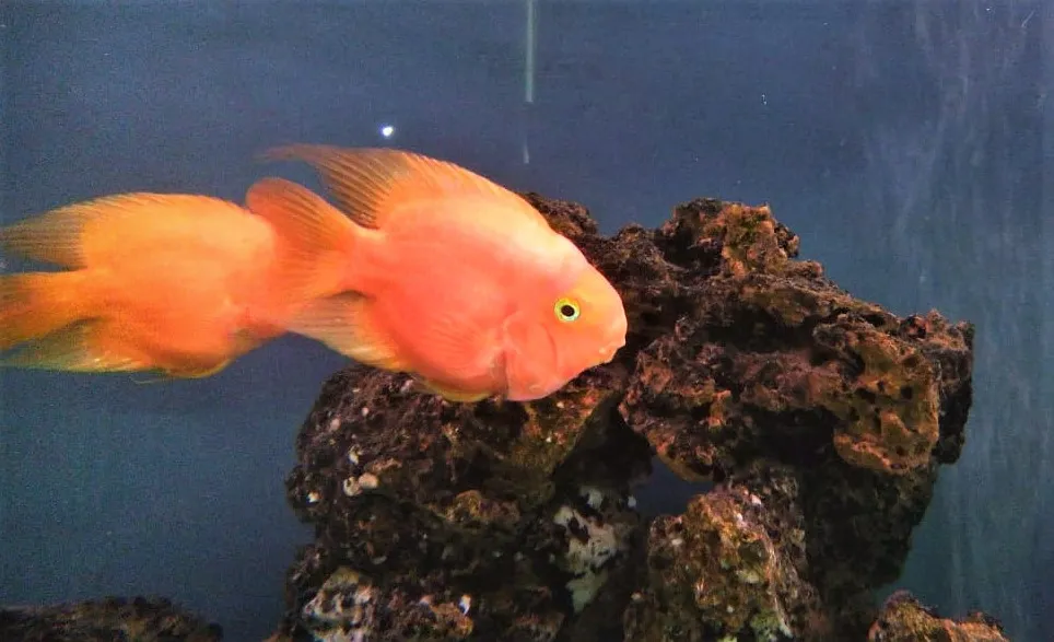 main_fish.jpeg