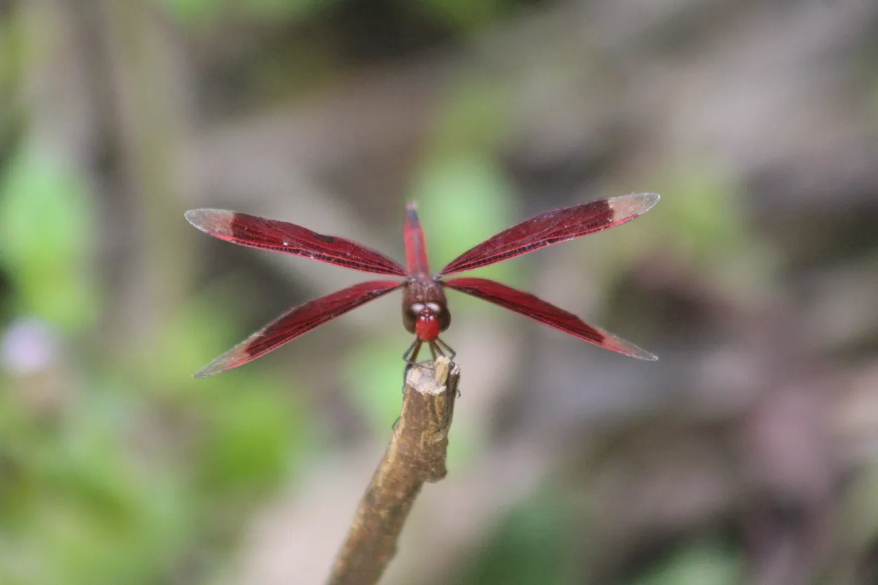 Red dragonfly photography